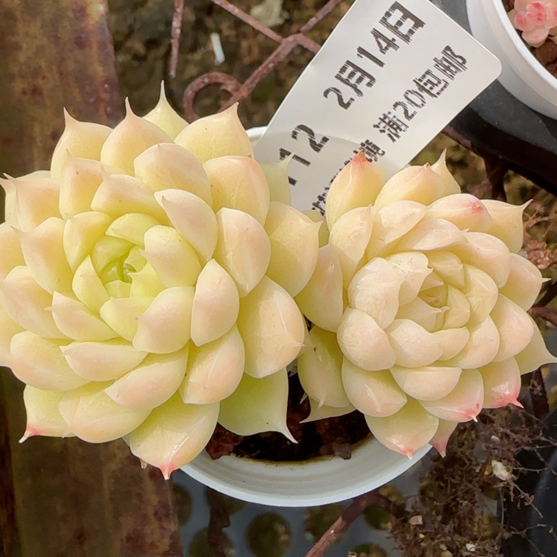 花语逸境0214-112