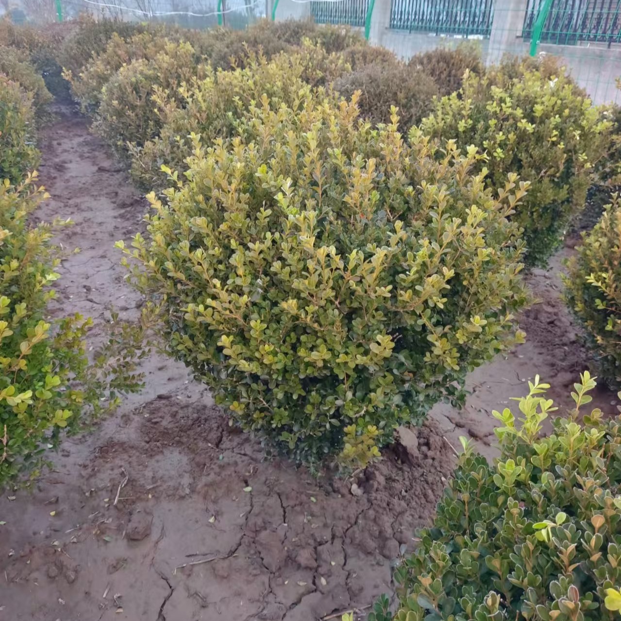 小叶黄杨瓜子黄杨黄杨球庭院篱笆冬青耐寒植物工程绿化苗地栽盆栽