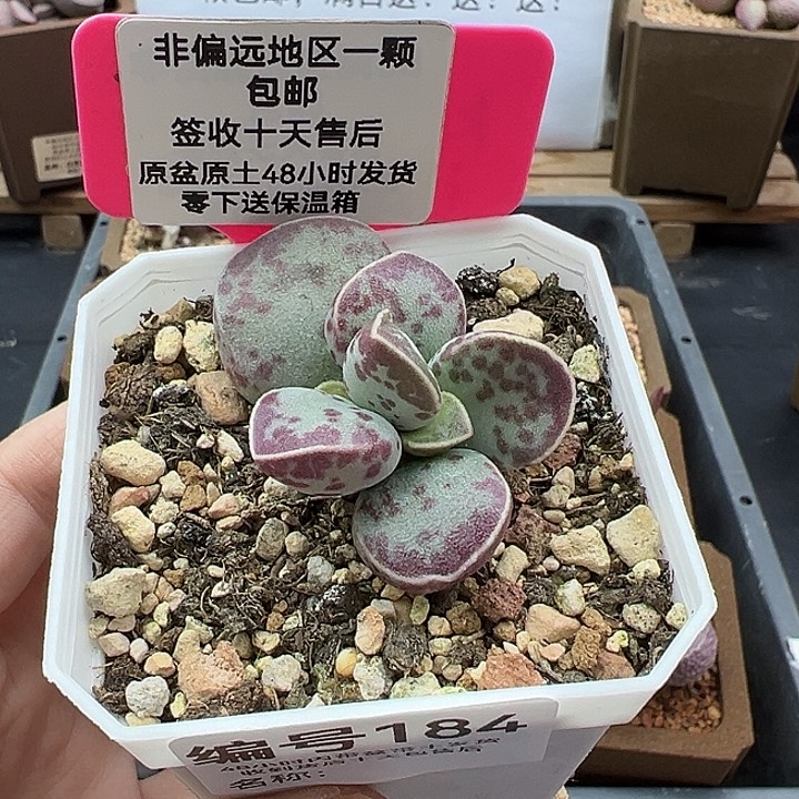 184艾薇蛋多肉植物