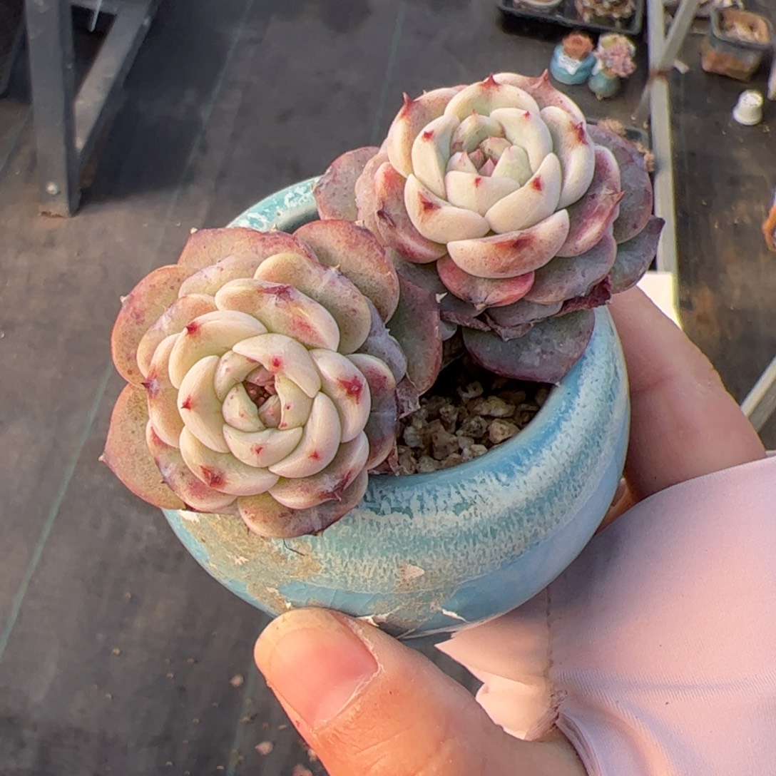 724 多肉植物组合盆栽