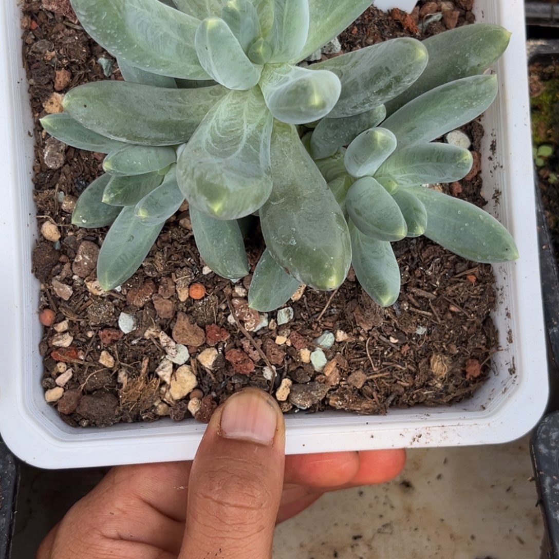 迷雾森林多肉植物565