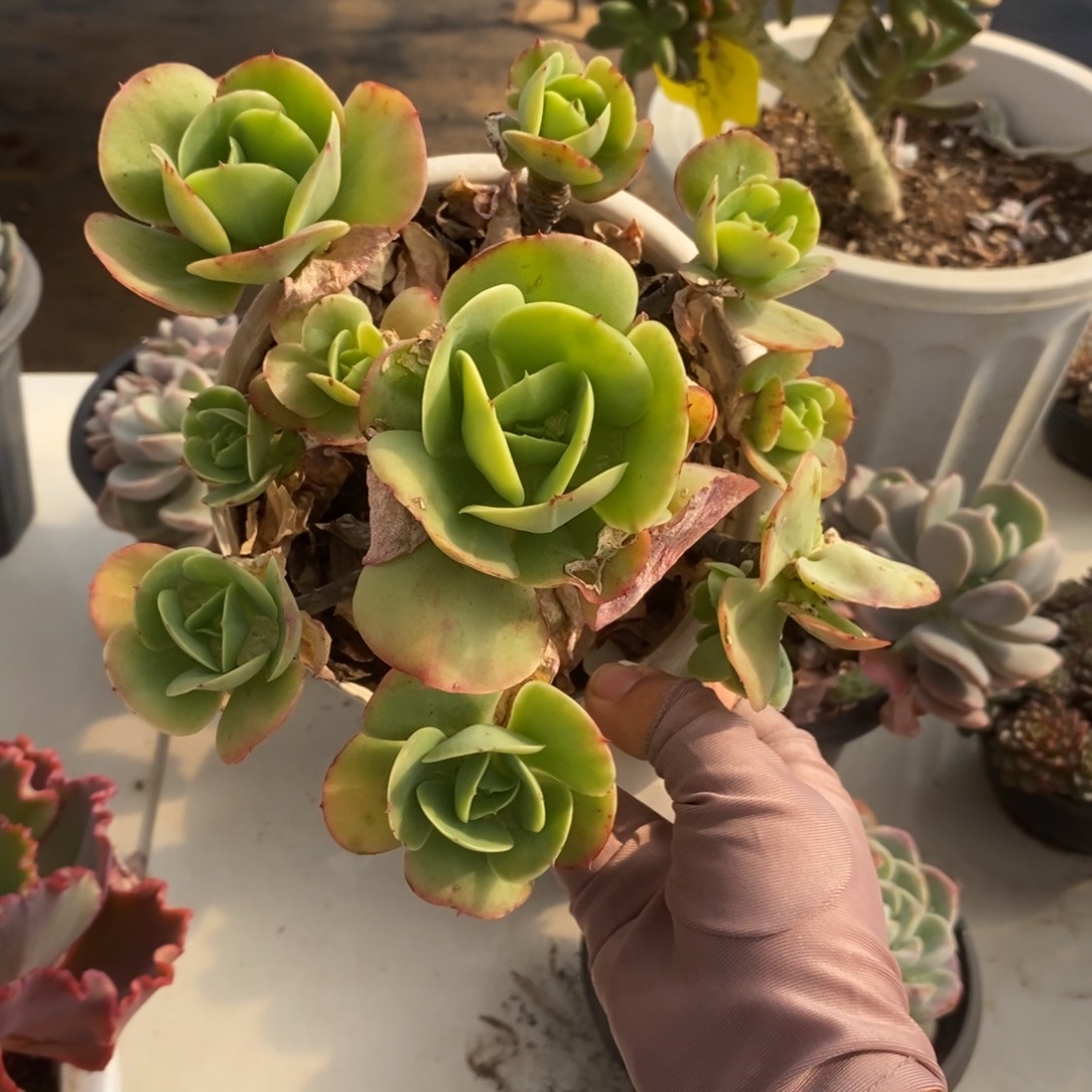 6144碧桃老桩一物一拍