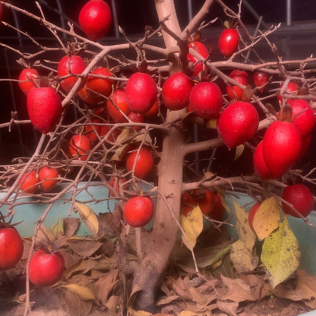 无花朵老鸦的眼睛