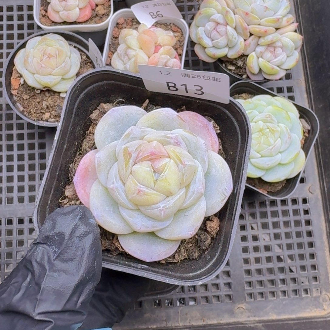 冰玉杂个体化水色一颗