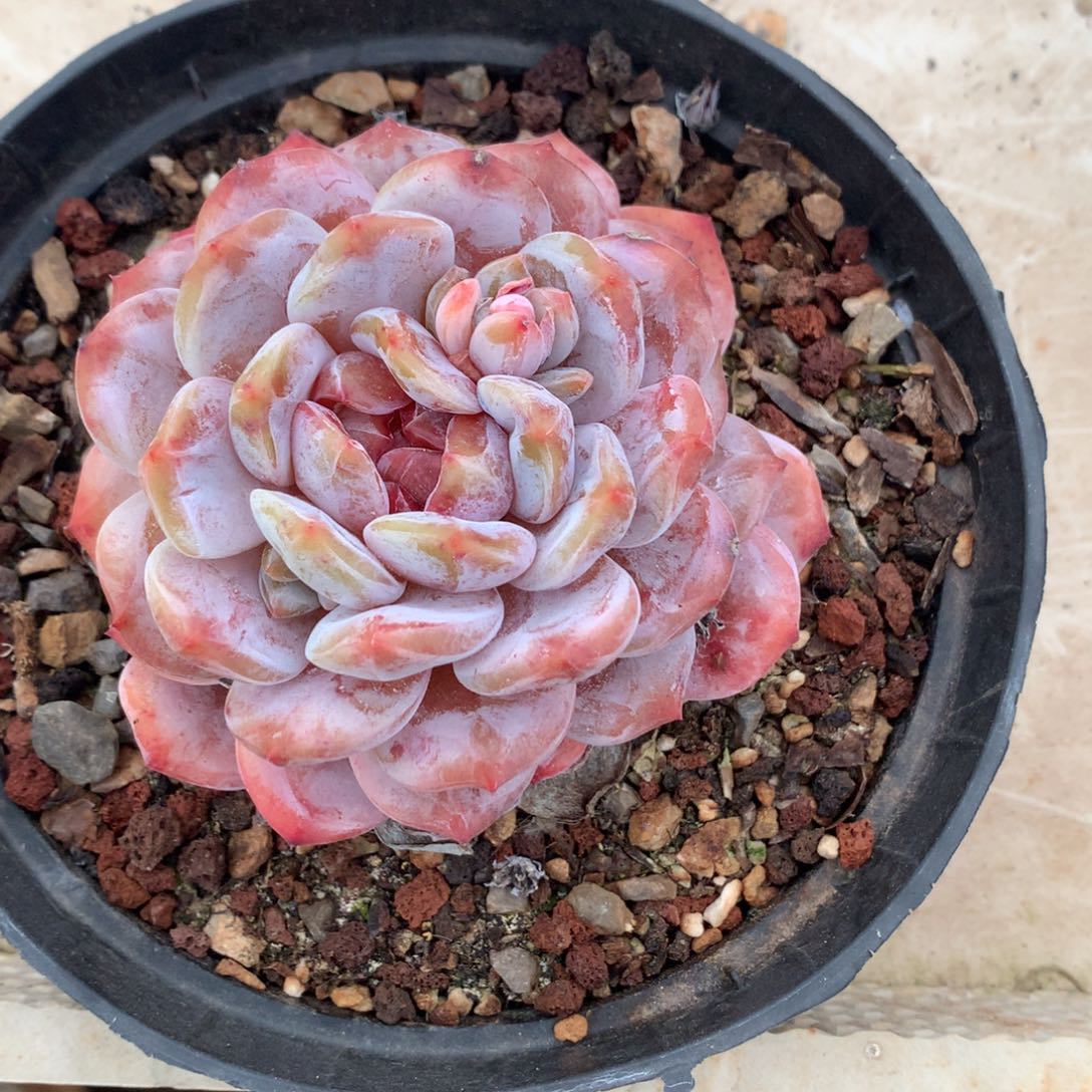 石榴籽哈哈哈哈哈哈哈哈