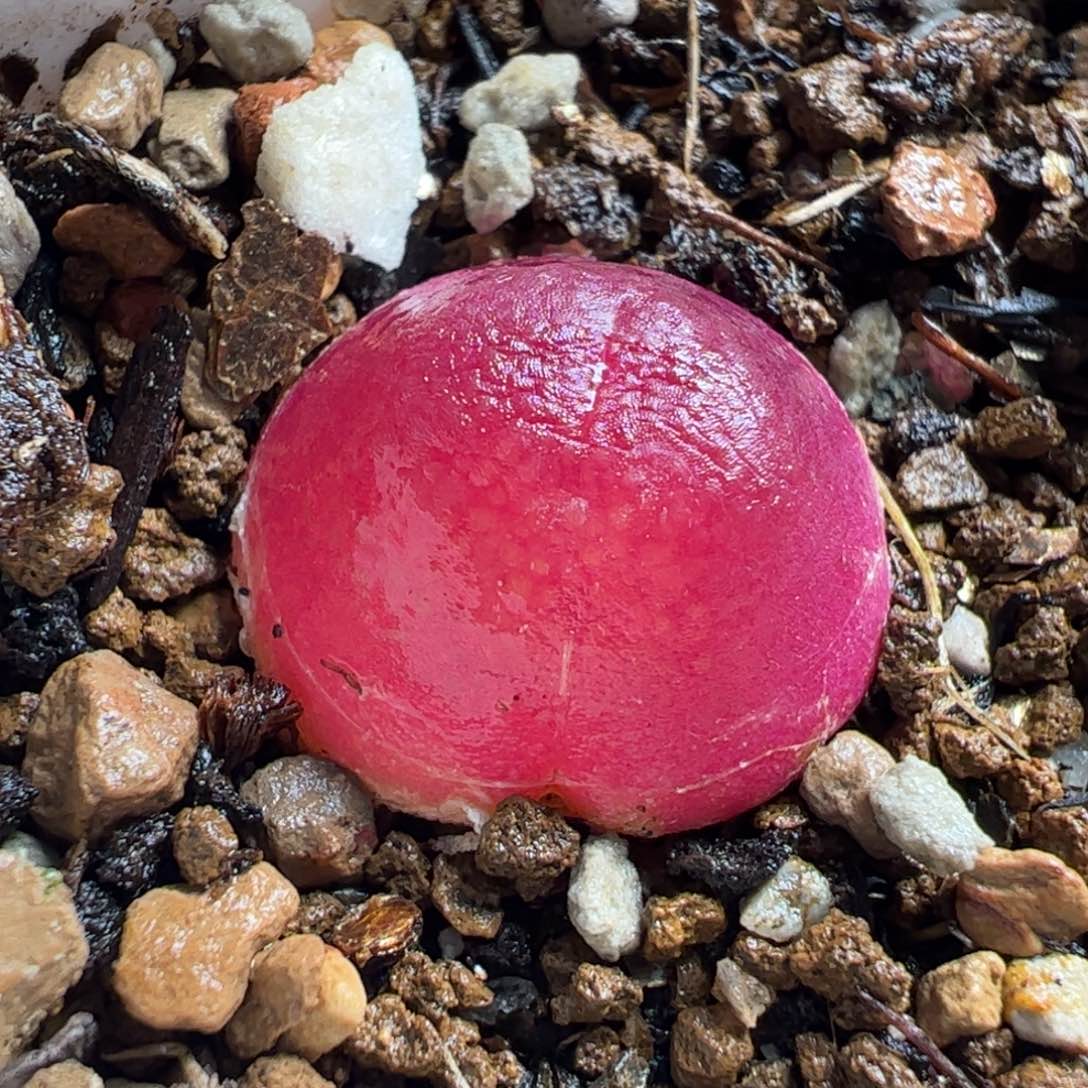 012多肉植物百科