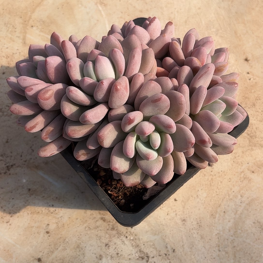 寄养链接的肉肉的肉肉