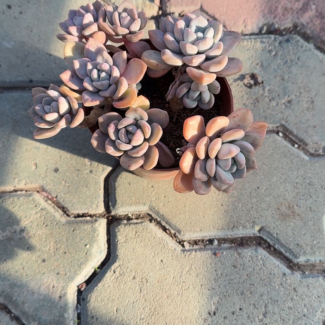 大号老庄花斑鹿多肉以后