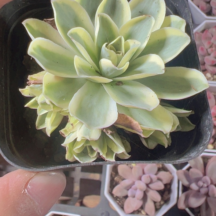 柠檬玫瑰锦精品多肉