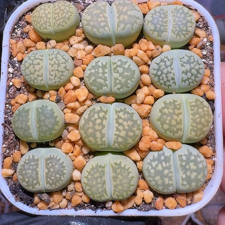 生石花1211112。   137