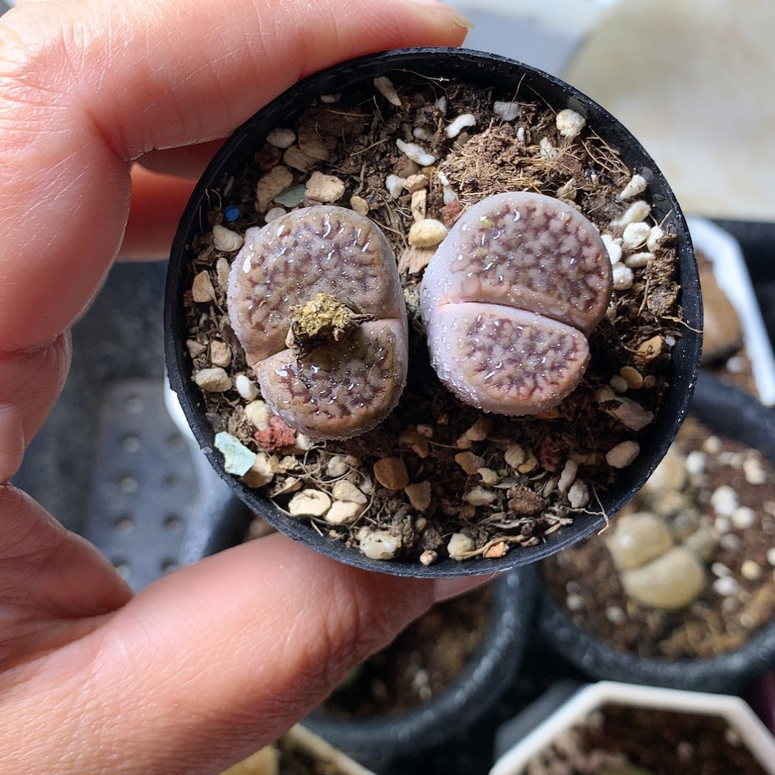 E198多肉植物保护