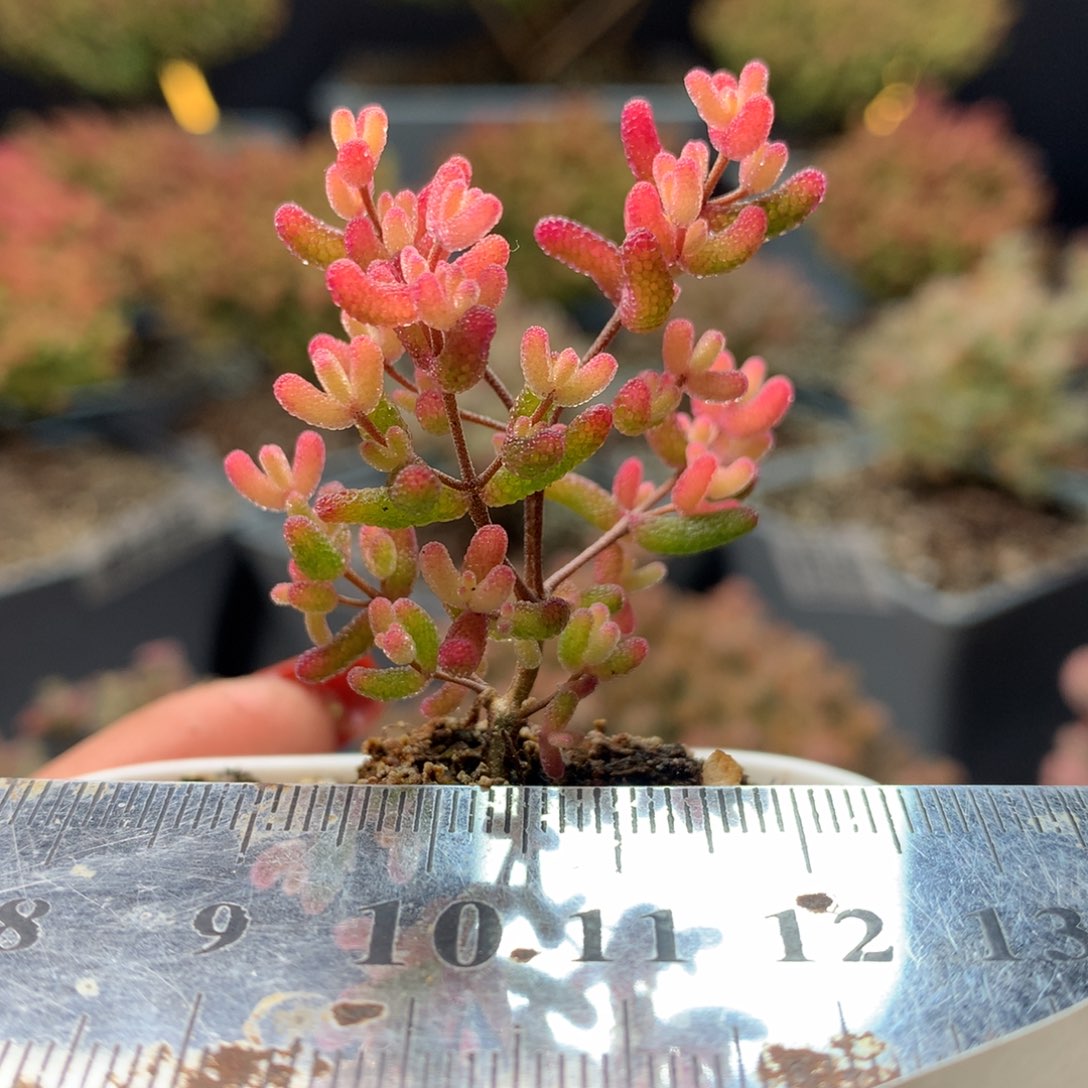 B207糖球粉锦枝干番杏