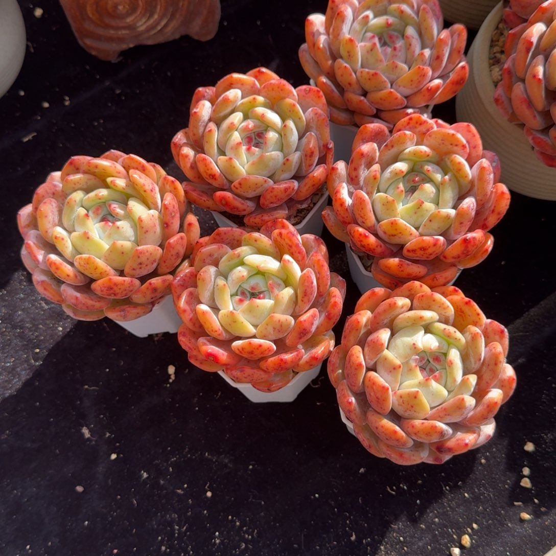 一组6颗，可带盆发货