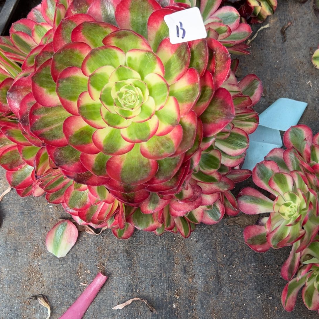 13鸿运无多肉多肉多肉