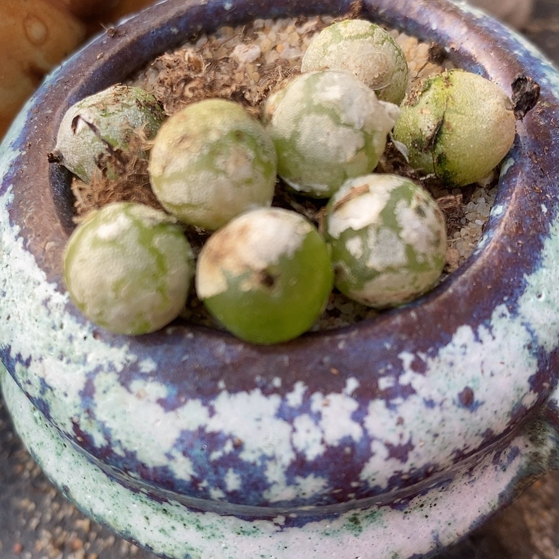 2638哈默灯泡1颗。   