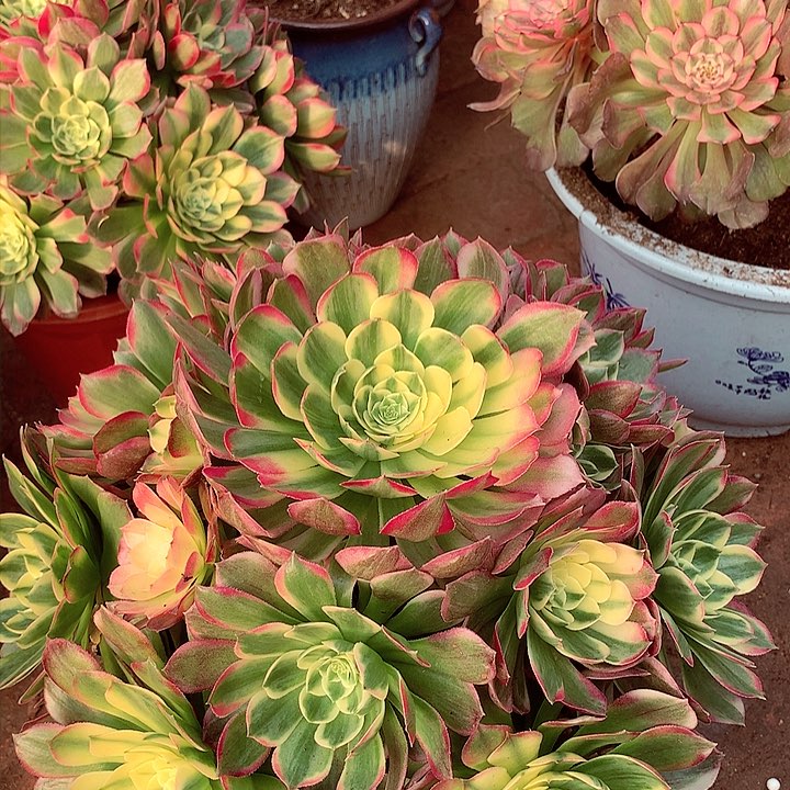 海王捧花，有点微瑕