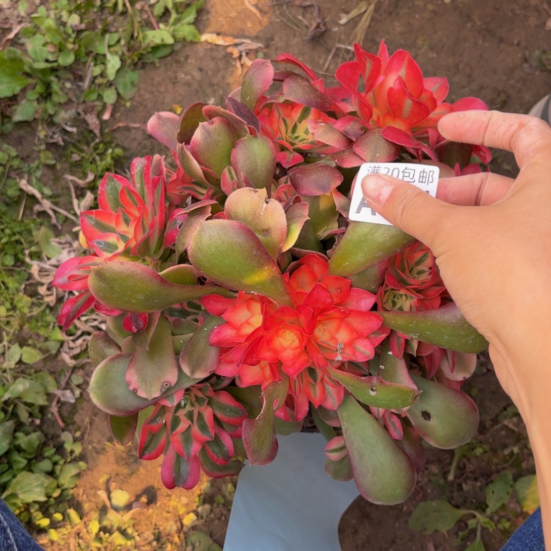 381多肉植物捧花的时候