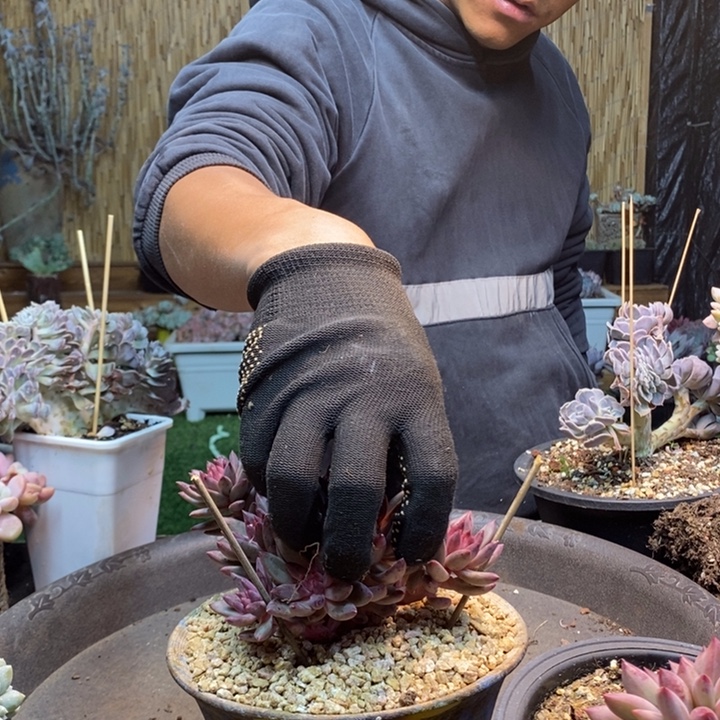 ****嫣42号车厘子多肉植物