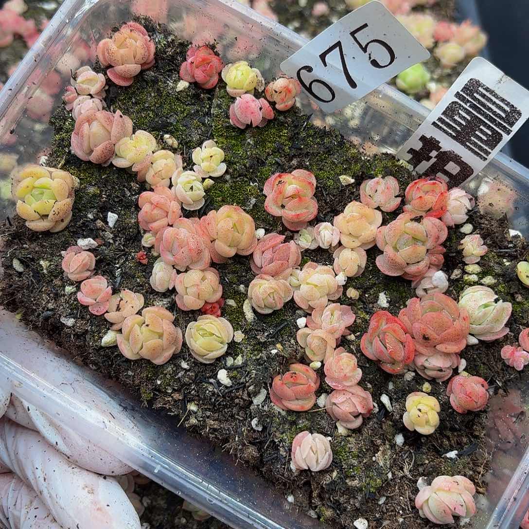 多肉植物多肉植物675量拍