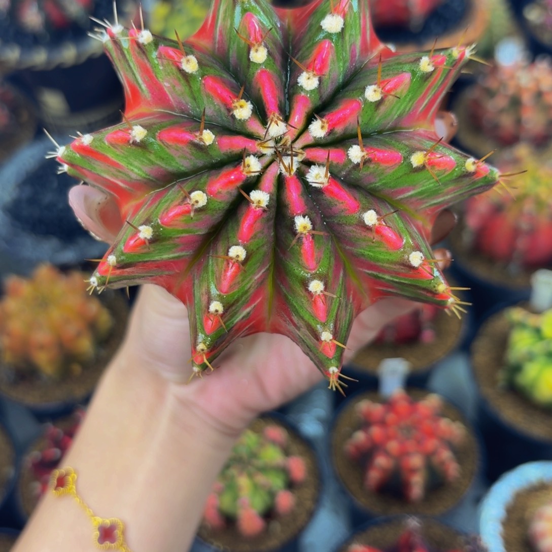 山竹锦000000000000008