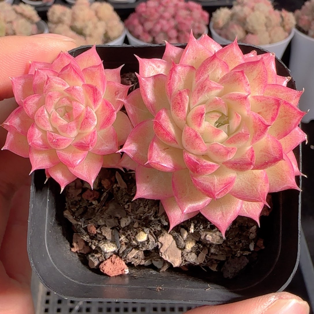 多肉1231-224女王玫瑰