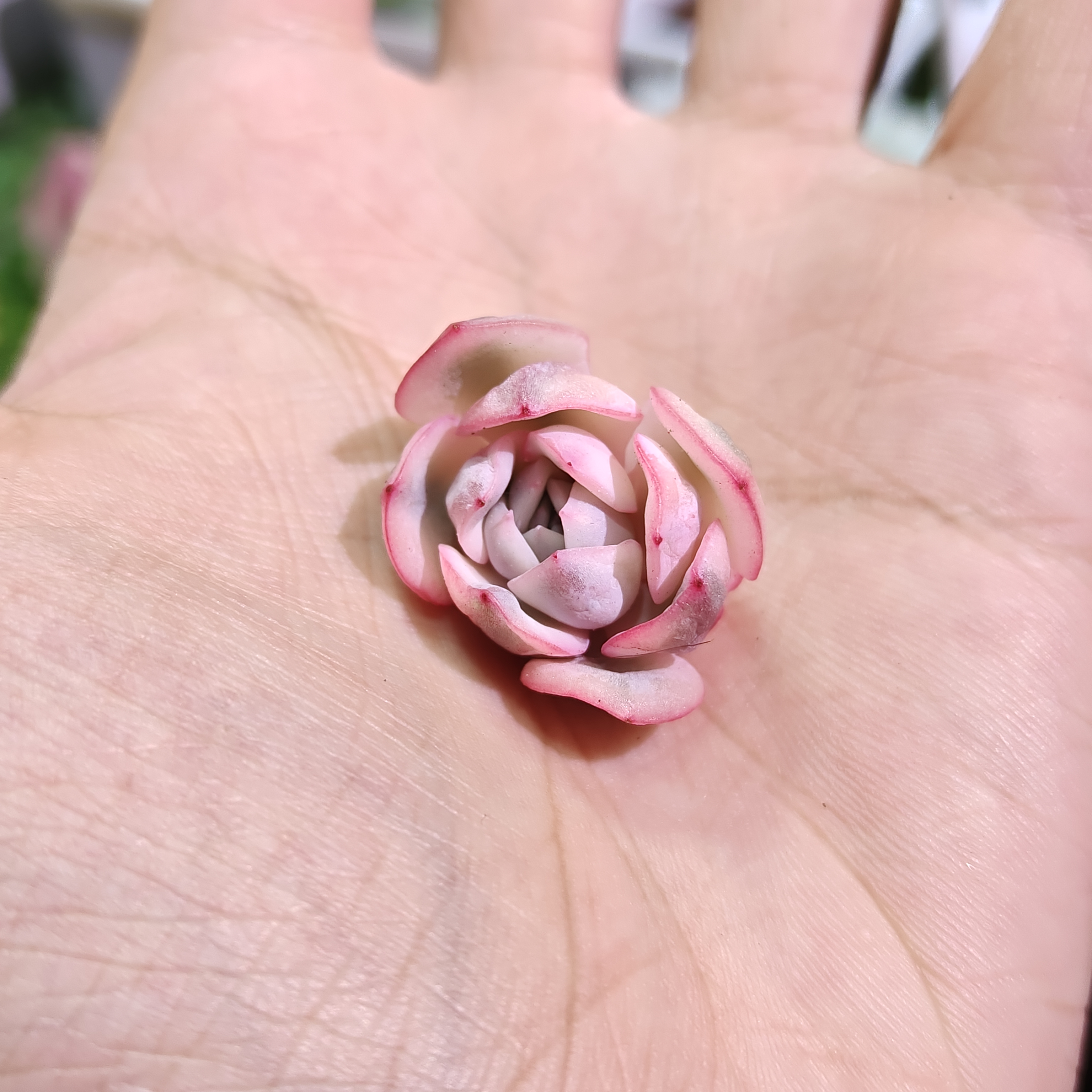 粉月亮锦多肉植物