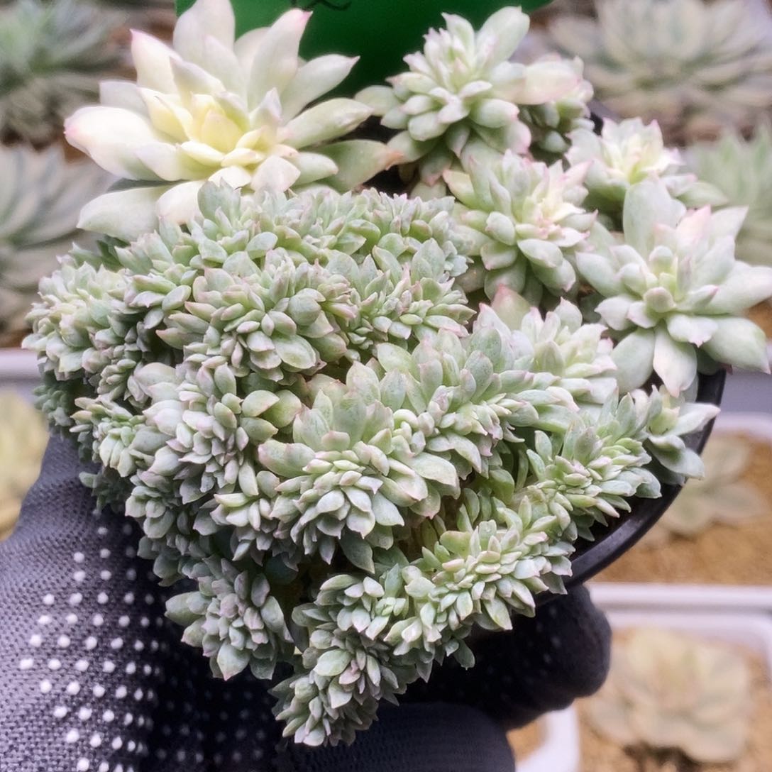 215火焰杯锦锦锦锦锦锦