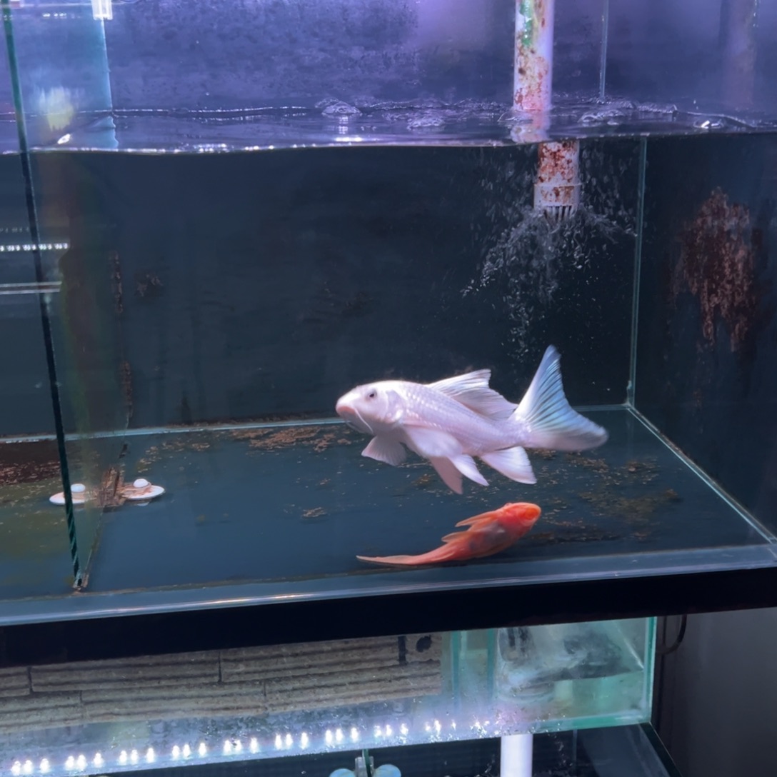 海水鱼周*平精品蝴蝶鲤
