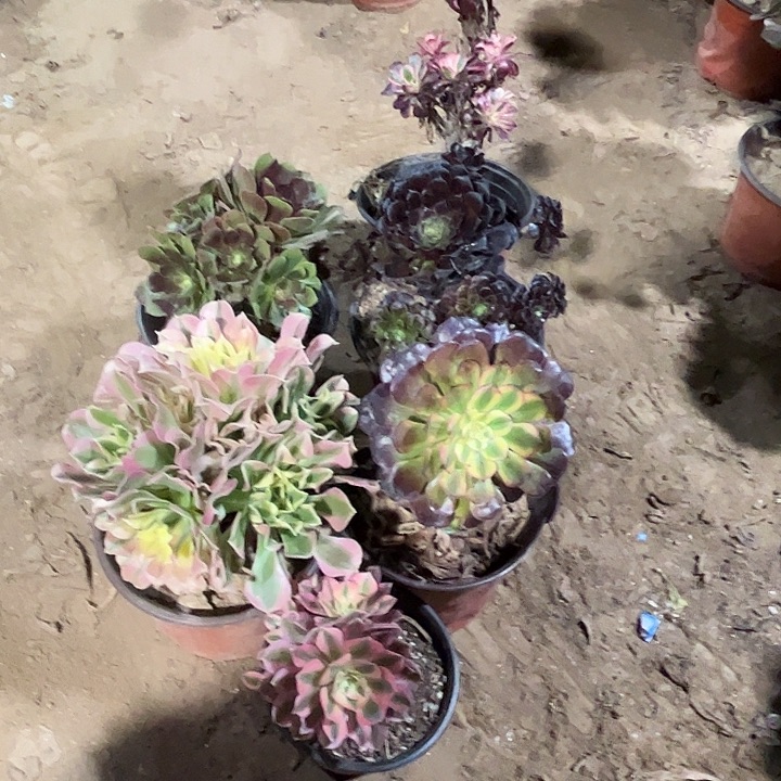 820多肉植物组合瑕疵特价，