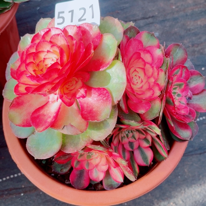 荔枝特价多肉发货