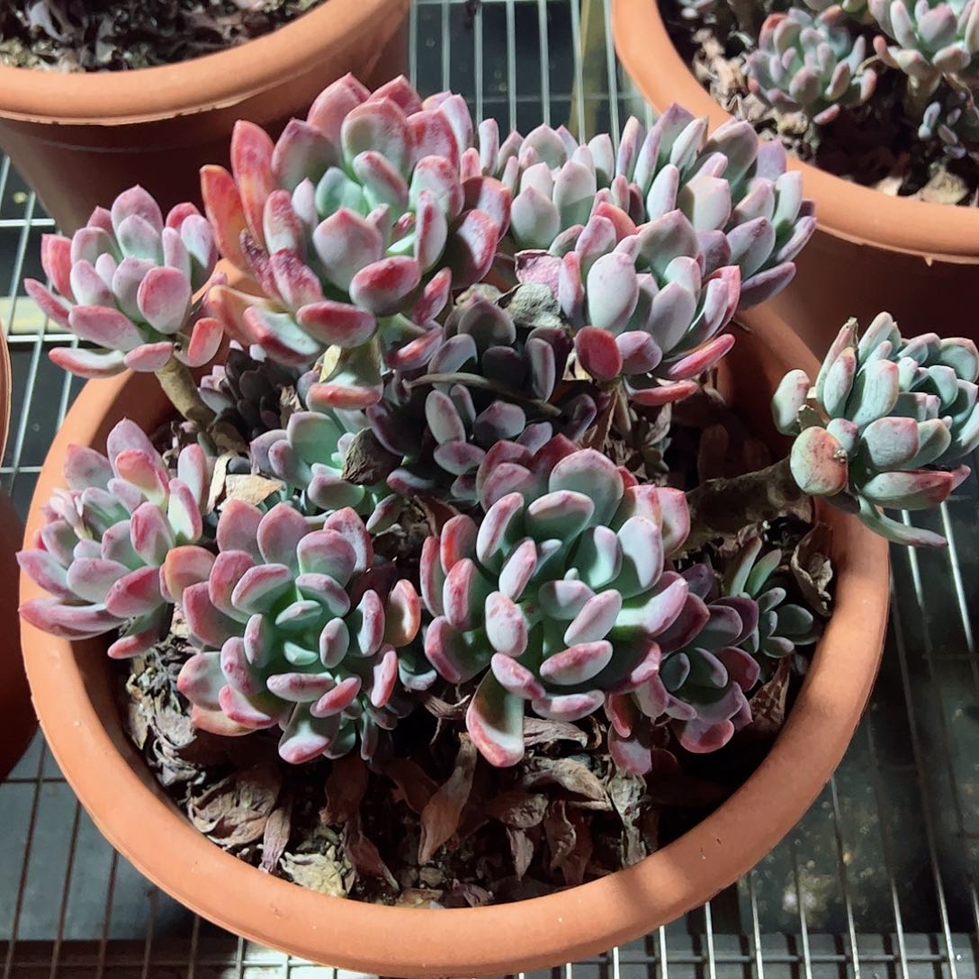 超级大盆灰姑娘老桩