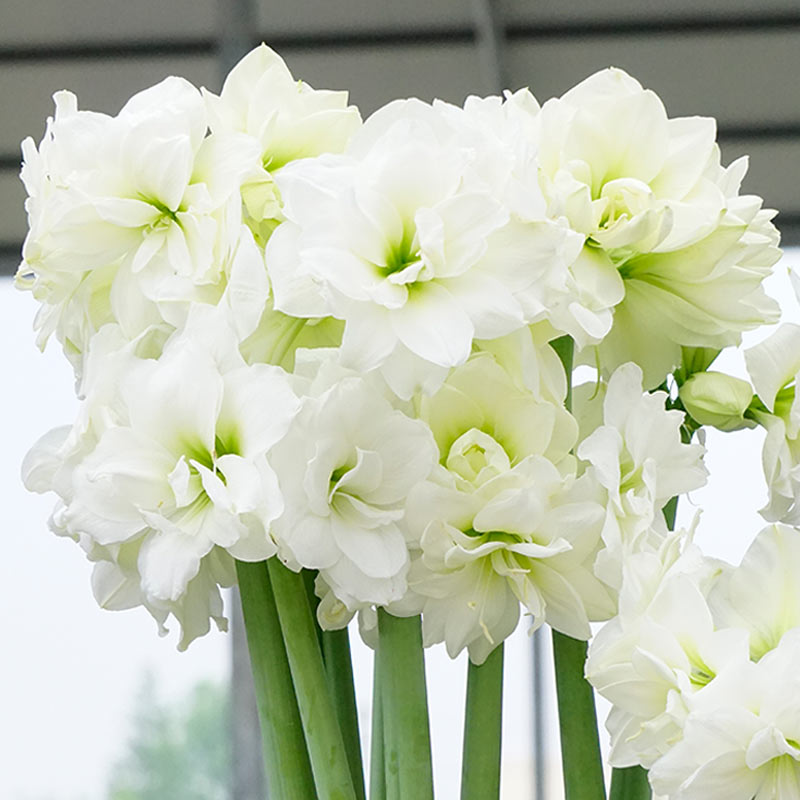 爱植德进口朱顶红阿弗雷 圣诞快乐 甜蜜仙女花卉盆栽绿植带盆种好