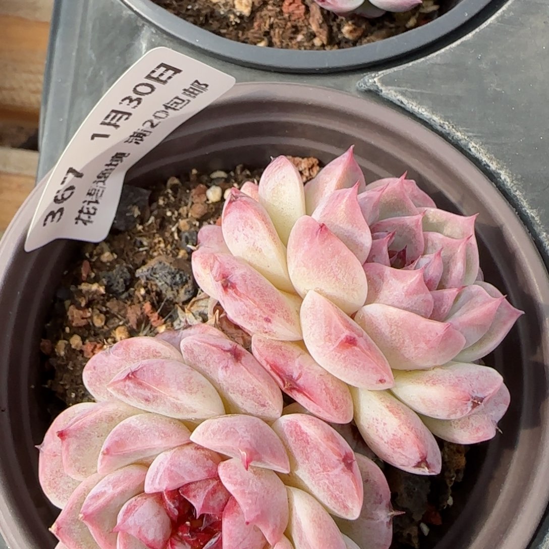 花语逸镜0130-367