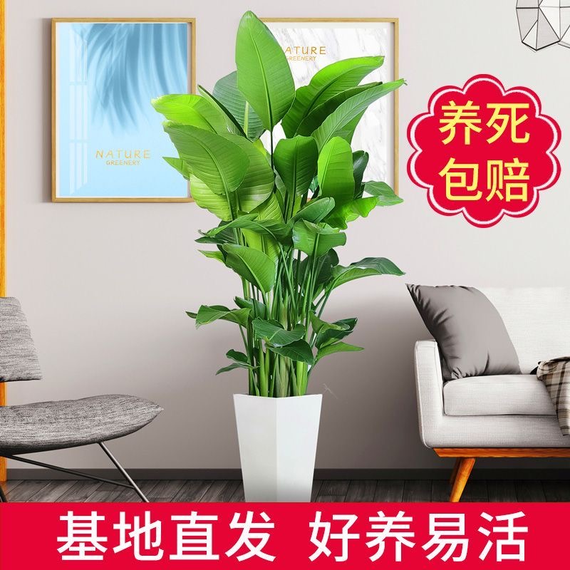 1.2米-1.4米天堂鸟盆栽室内客厅网红大型绿植落地摆放好养易活D