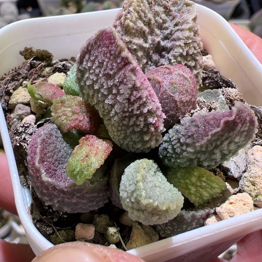 粉色款新品多肉植物水泡