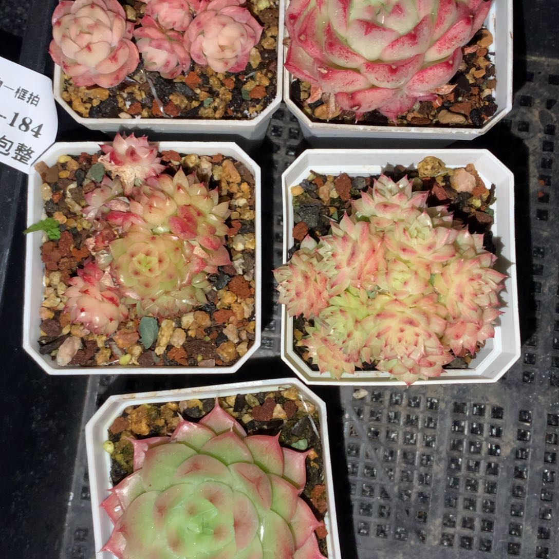 1207-184 套餐一组