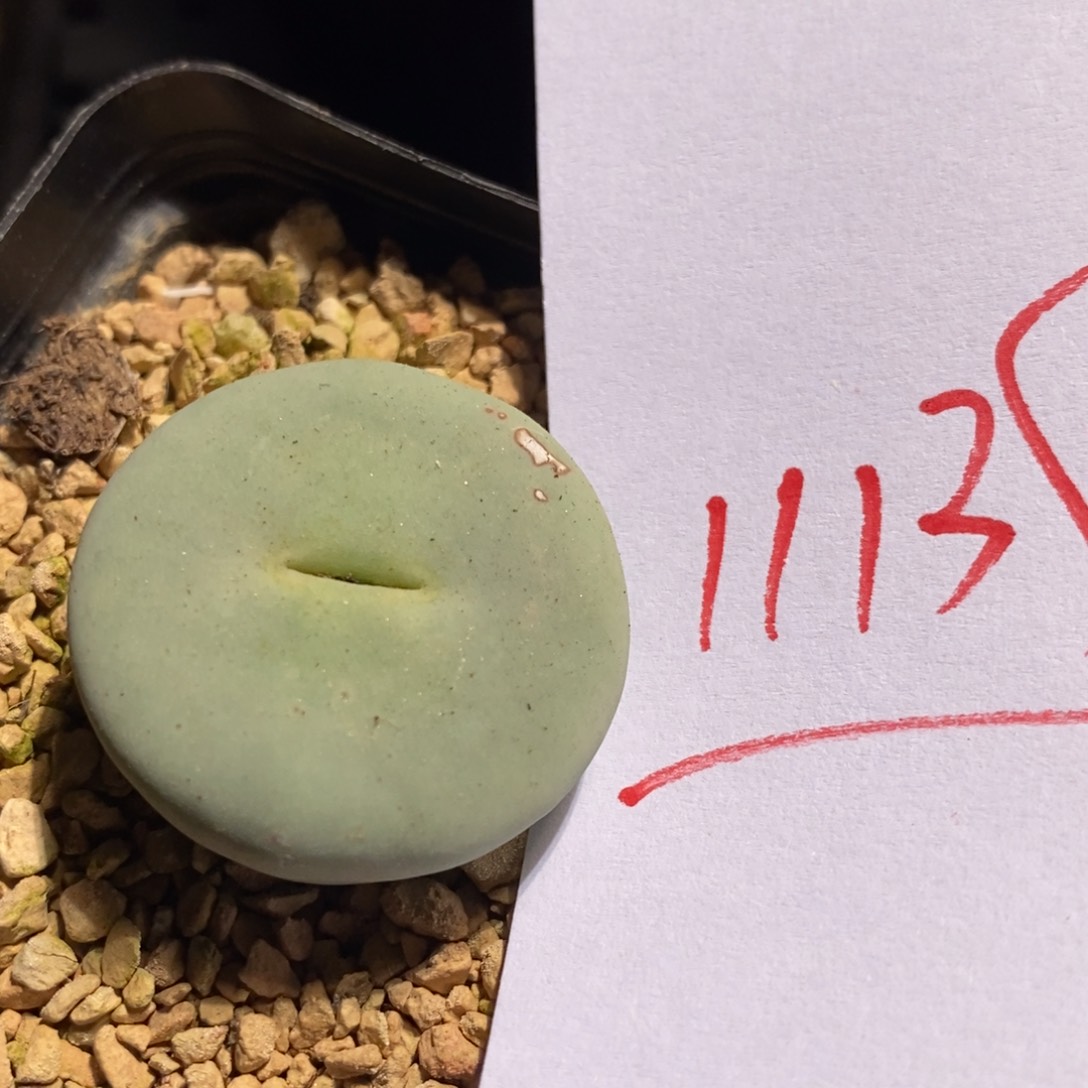 11139一个一个一个