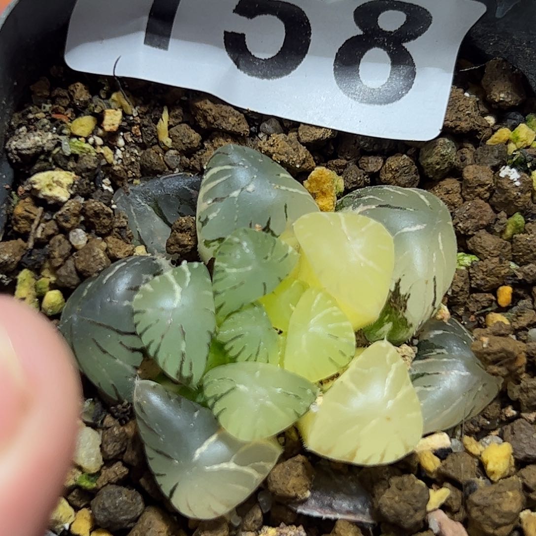 孔明灯锦十二卷多肉植物