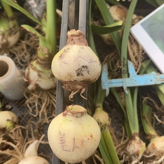 美人鱼无根不包养护5/6厘米包对版