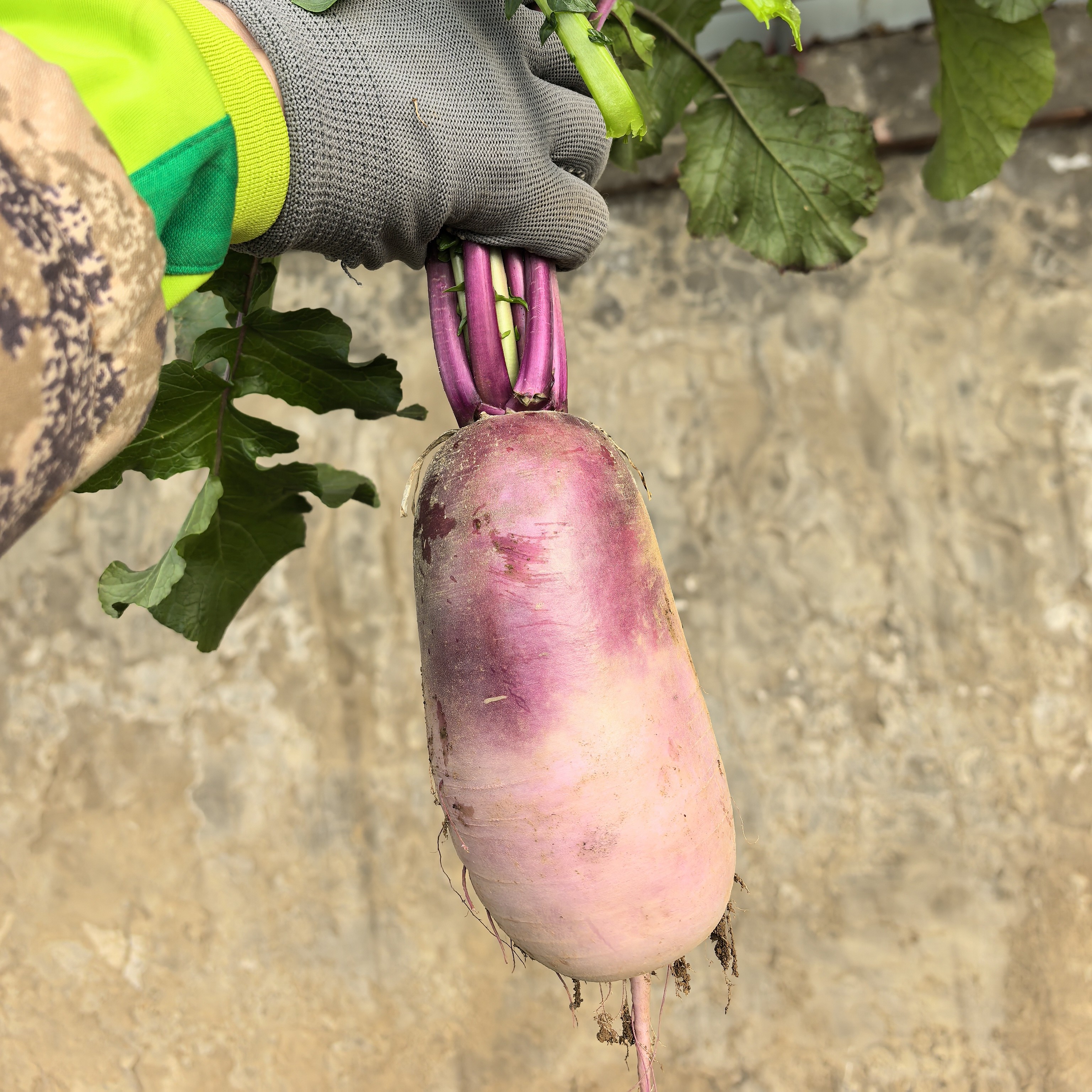 平谷本地自产水果萝卜 （2-3根）4斤左右  【好东西】