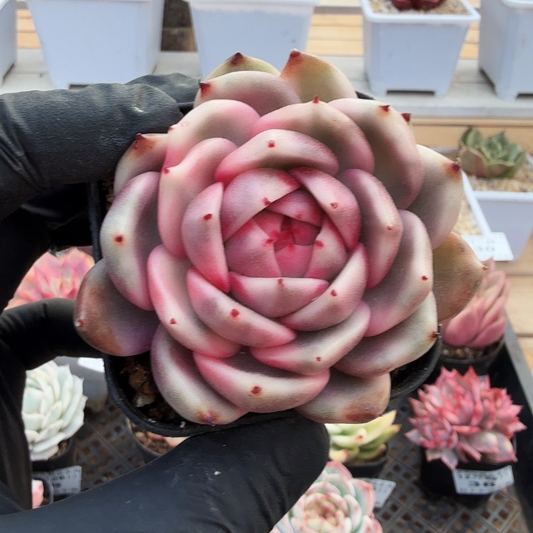 1226-42黑玫瑰锦单头