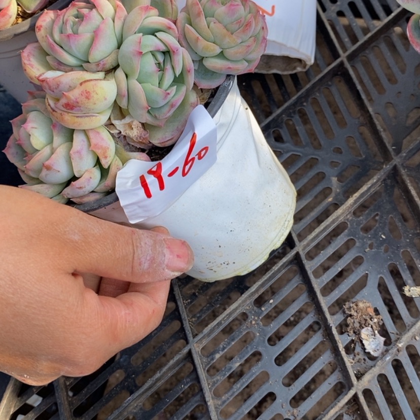 【闪购商品】玲*多肉植物