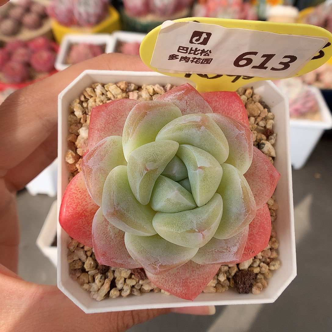 613冰玉多肉植物