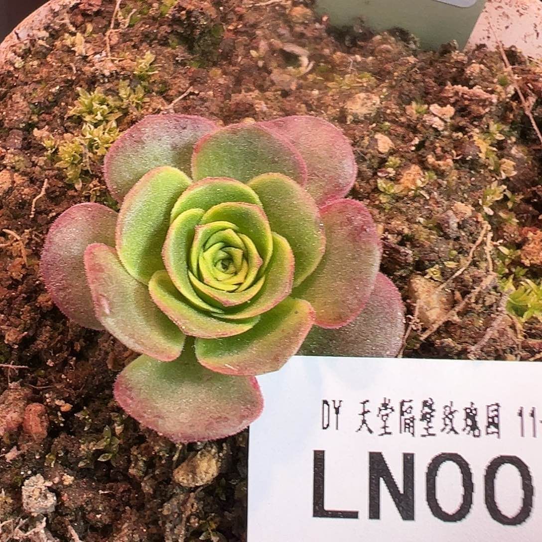 LN006帝级花园DG龙宝