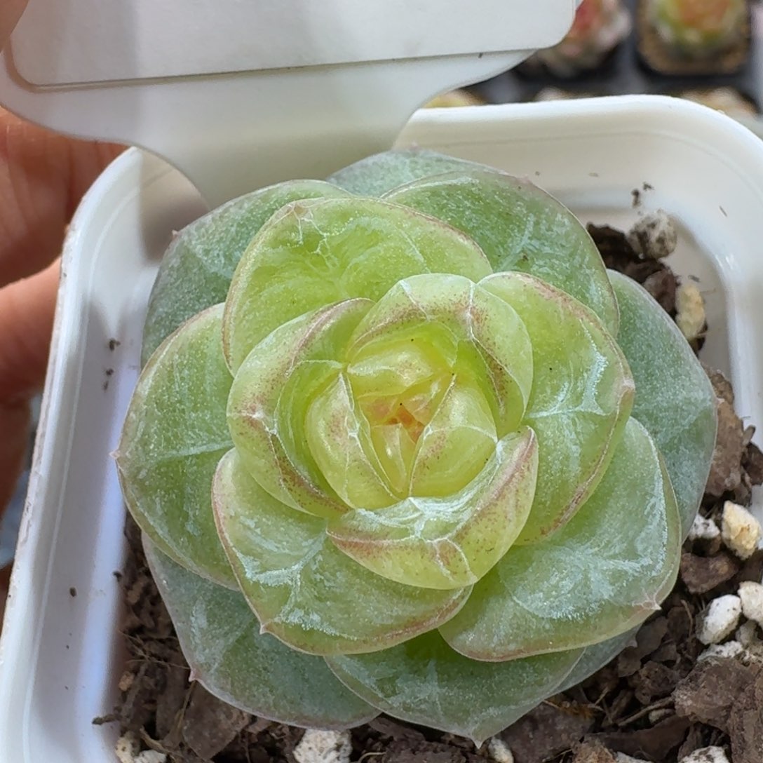 1102-055-岚舟单头