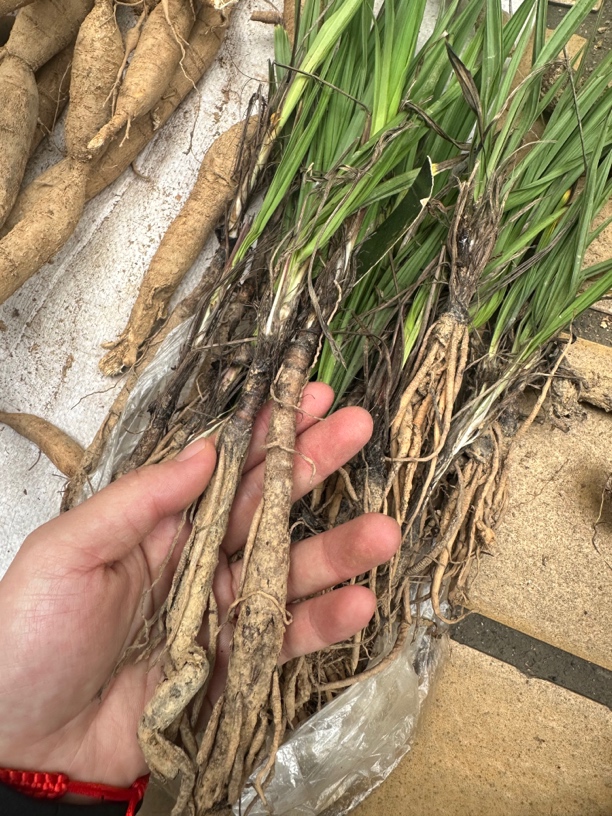 广西仙茅 独脚仙茅 新鲜的