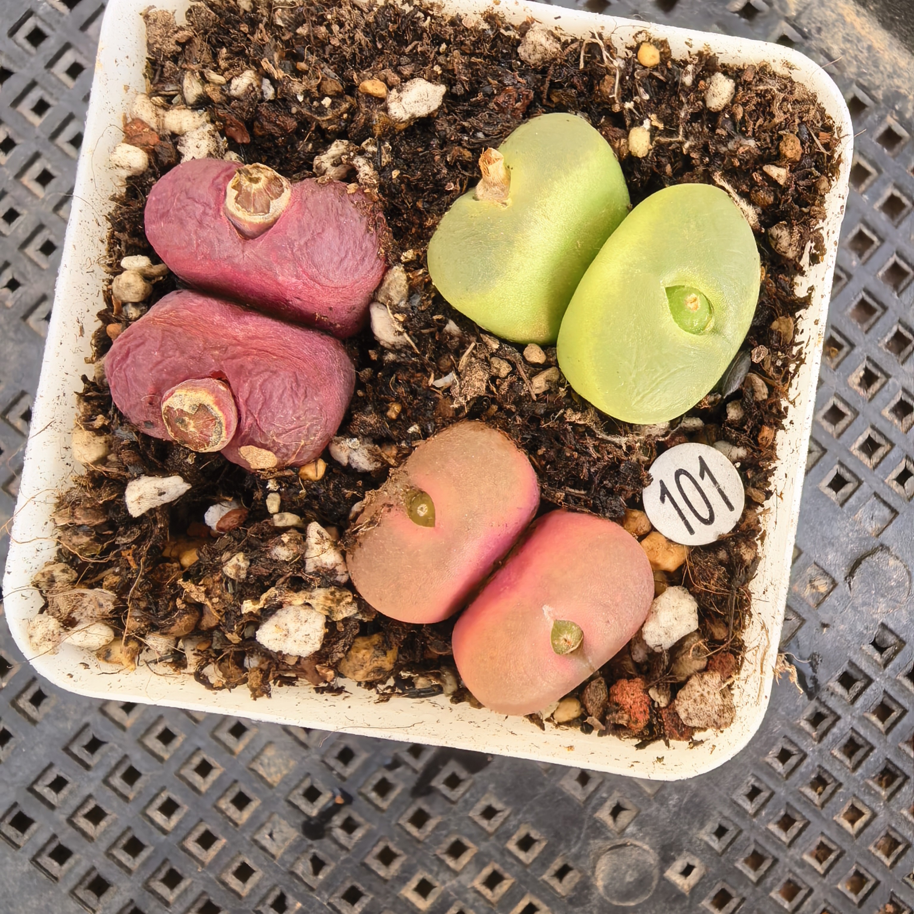 漂亮双头（瑕疵）脱土多肉