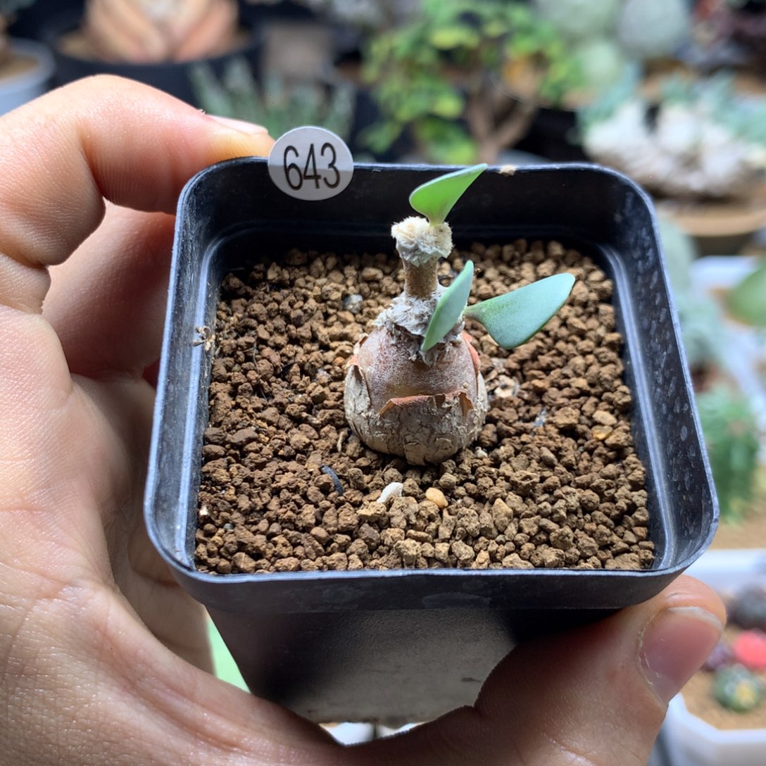 派马厚敦菊母本多肉带盆