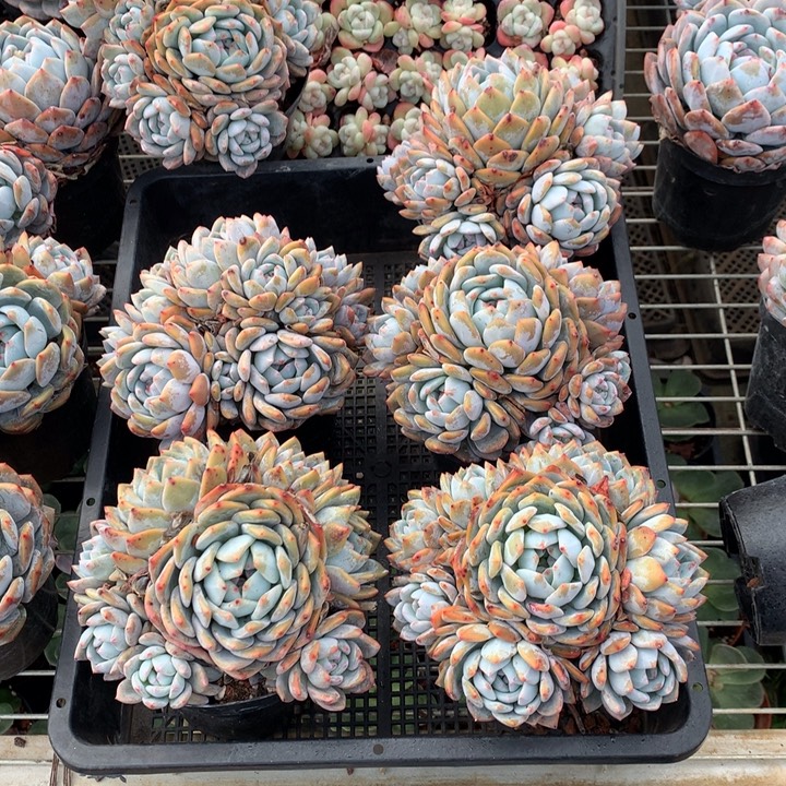 童***嗯嗯嗯好喜欢这个节目