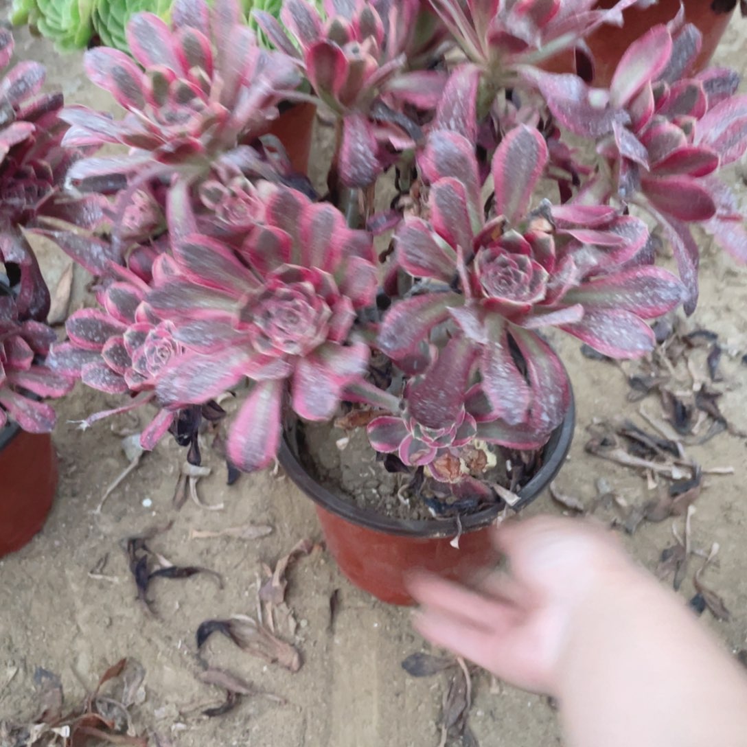 454香奈儿法师多肉断枝不售后